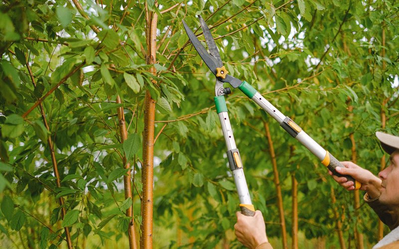Tree trimming in Williamsport, IN